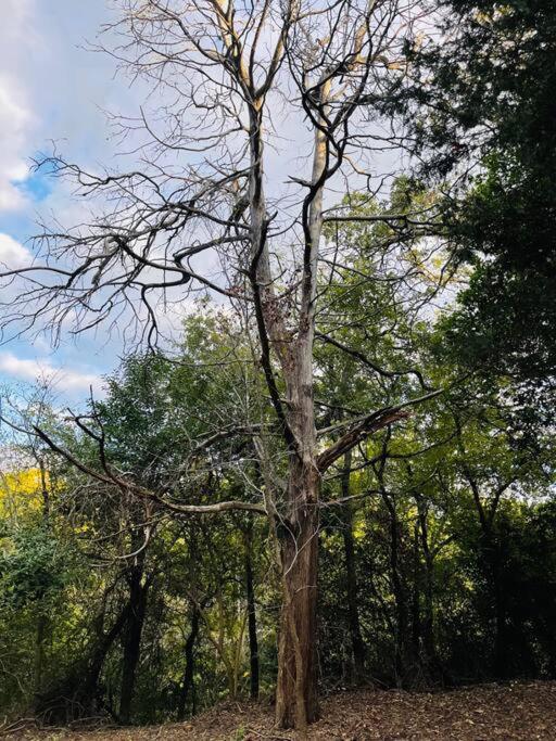 Bastrop Tiny Disc Golf Retreat Villa Екстериор снимка