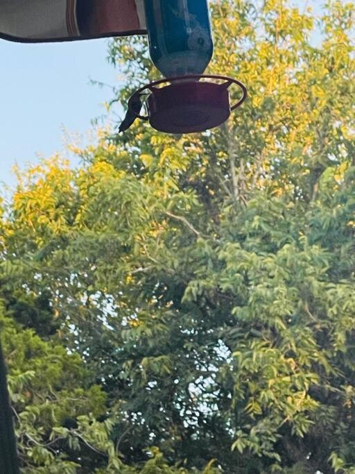 Bastrop Tiny Disc Golf Retreat Villa Екстериор снимка